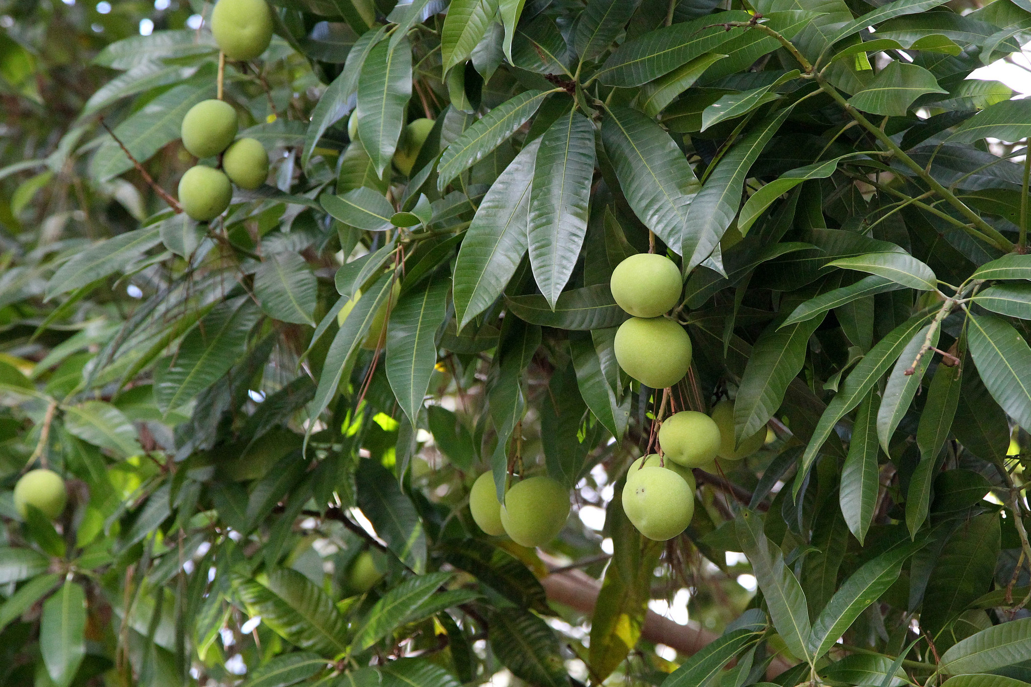 31013394313_672defcacb_k