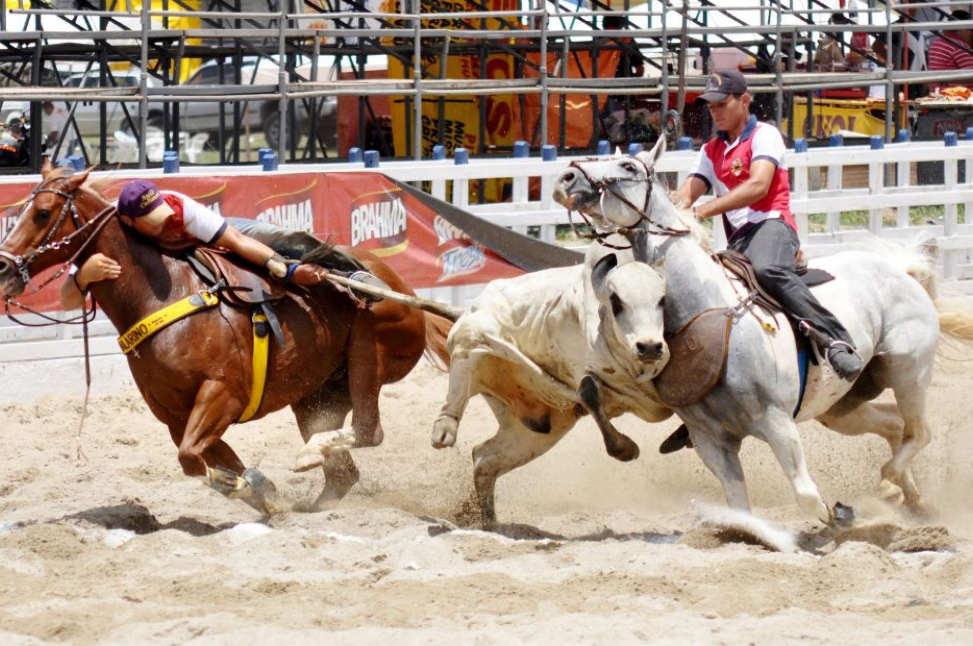 blaze aposta copa do mundo