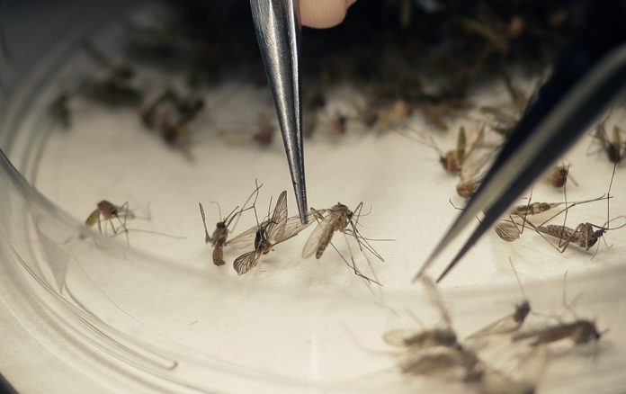 Resultado de imagem para Dengue jÃ¡ matou 77 pessoas no Brasil este ano
