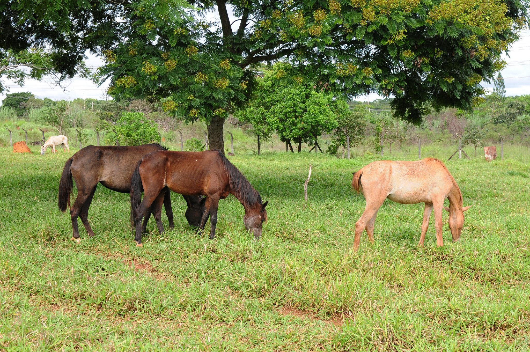 Um cavalo pulando uma cerca em um prado