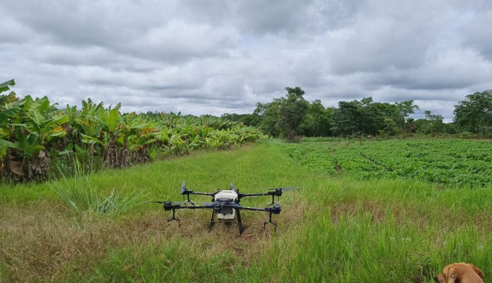 Produção de bananas cresce com uso de drones Notibras